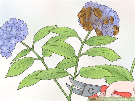 when can i cut hydrangea blooms