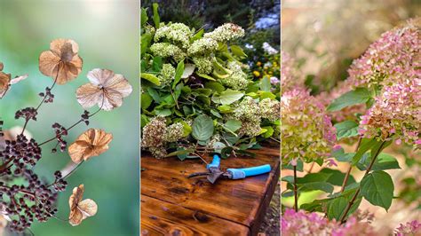when can you cut hydrangea flowers