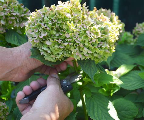 when can you cut hydrangeas
