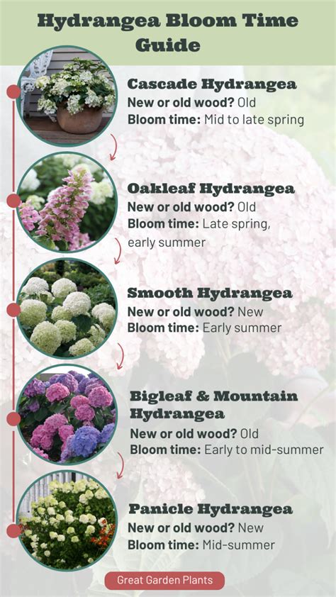 when do hydrangea plants bloom