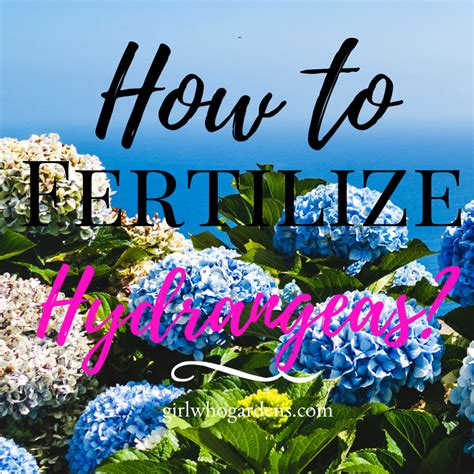 when do i fertilize my hydrangeas