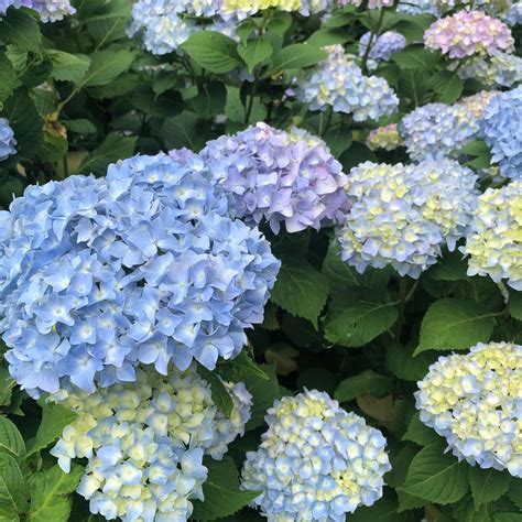 when do nikko blue hydrangeas bloom