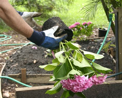 when do you plant hydrangeas