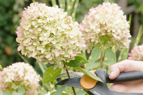 when to cut back hydrangea annabelle
