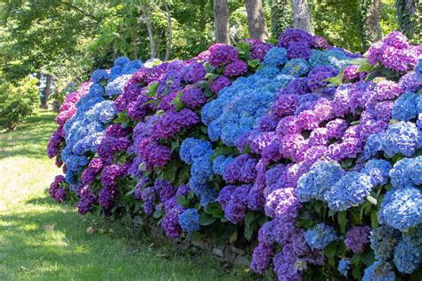 when to plant hydrangea plants