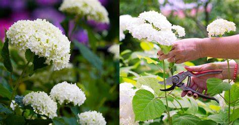 when to prune annabelle hydrangea
