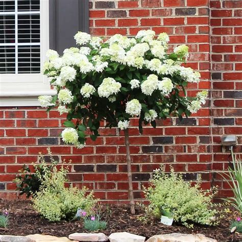 when to trim limelight hydrangea tree