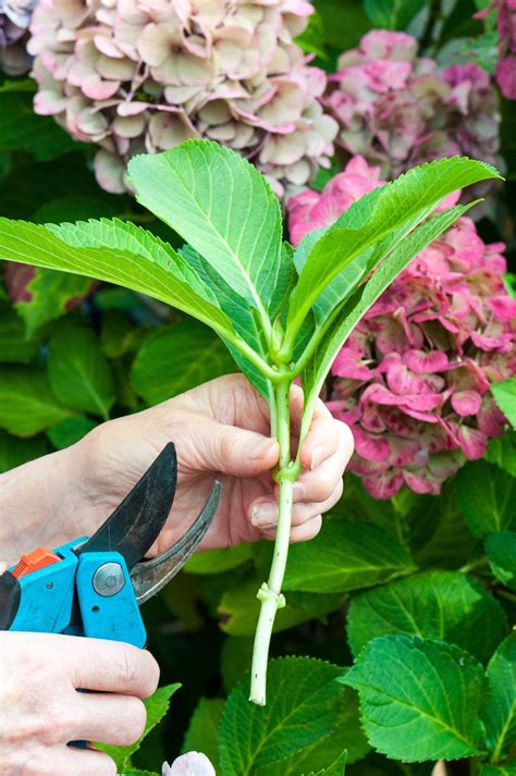 where do i cut hydrangea flowers