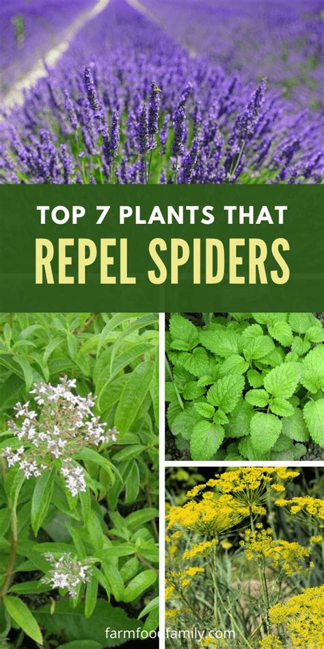 which plants repel spiders