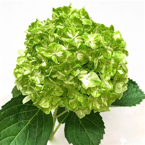 white and green hydrangea