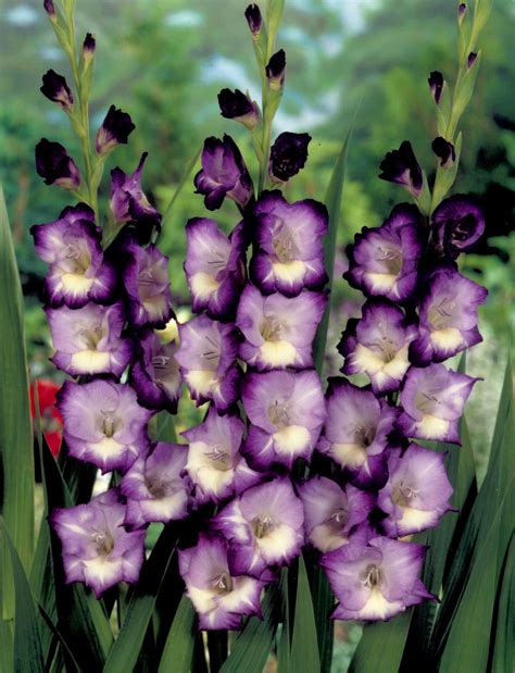 white and purple gladiolus