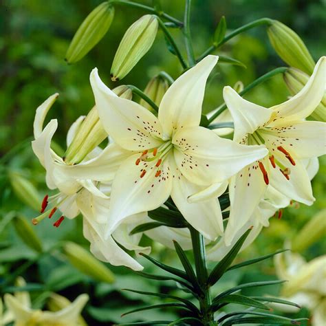 white asiatic lily plant
