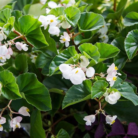 white begonias