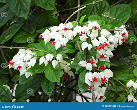 white bleeding heart vine