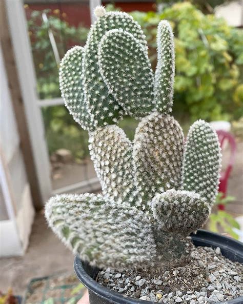 white bunny ears cactus