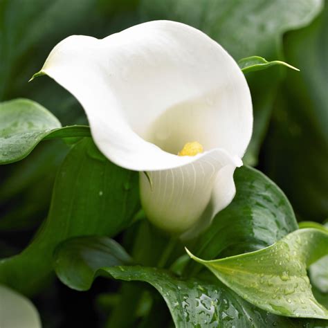 white calla lily bulbs