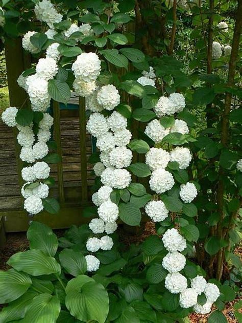 white climbing hydrangea for shade