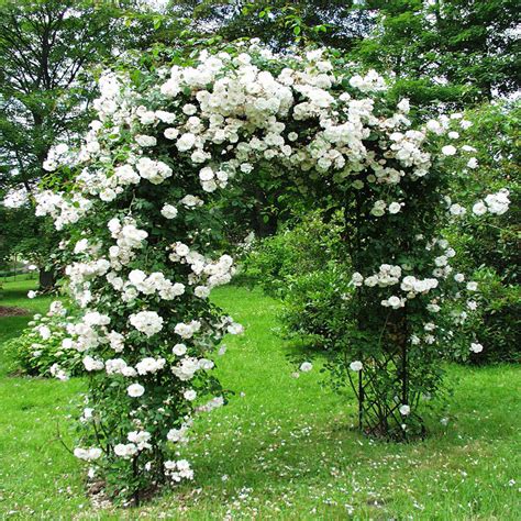 white climbing rose