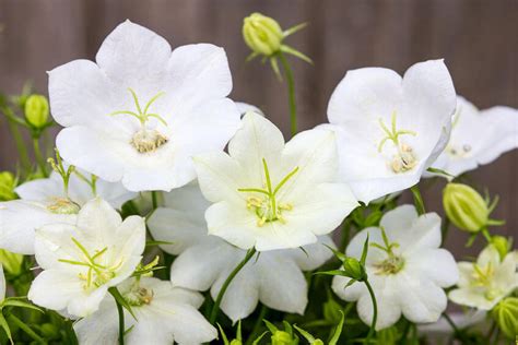 white clips campanula