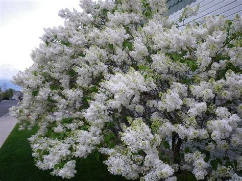 white common lilac