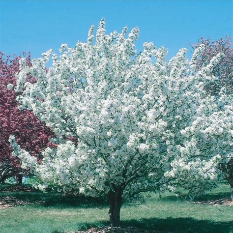 white crabapple