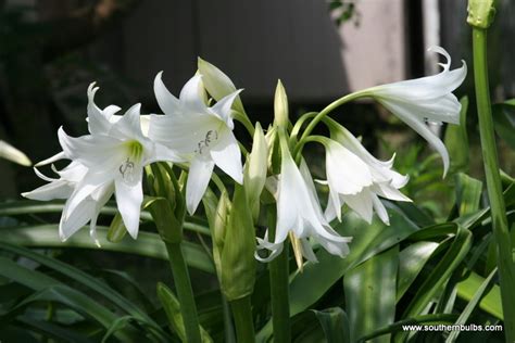 white crinum lily