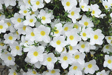white cup flower