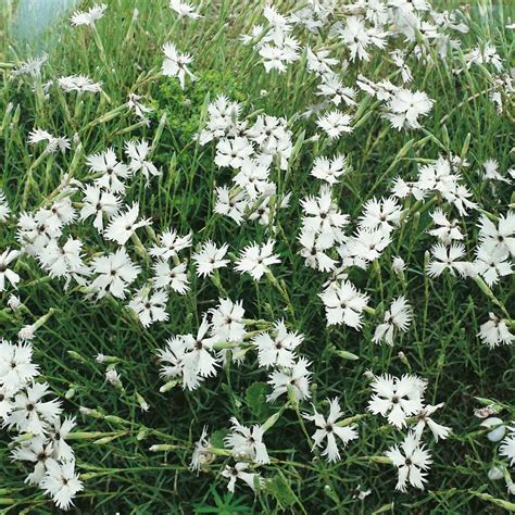 white dianthus