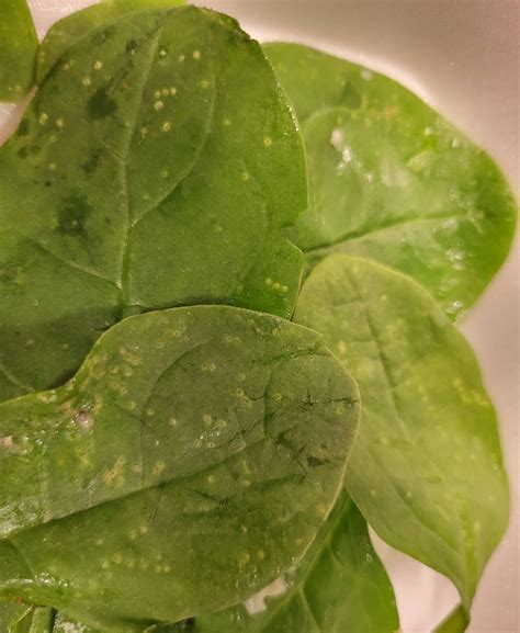 white dots on spinach