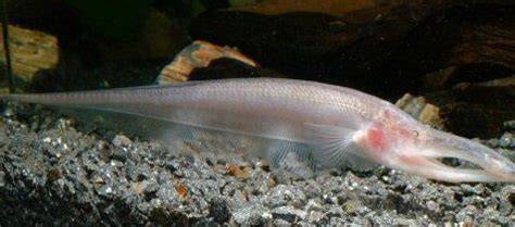 white dragon knife fish