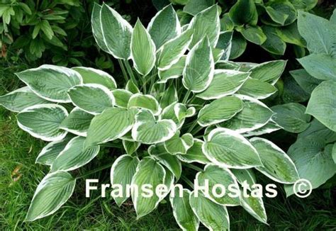 white edge hosta