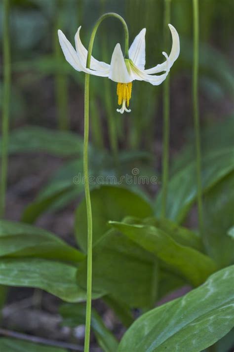 white fawn lily