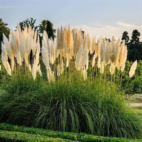 white feather pampas grass