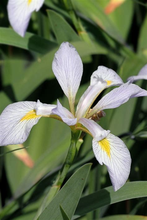 white flag iris