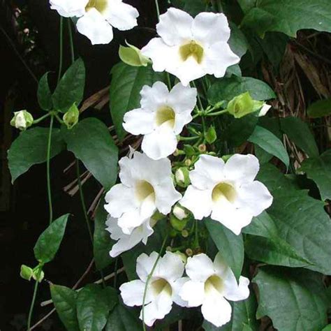 white flower creeper plant