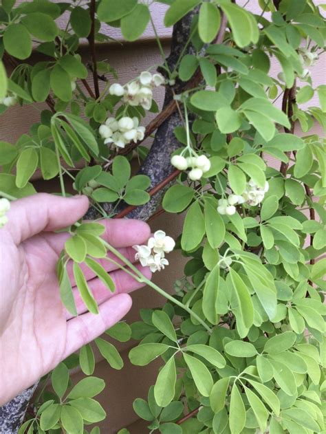 white flowered chocolate vine