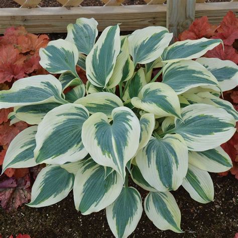 white flowered hosta