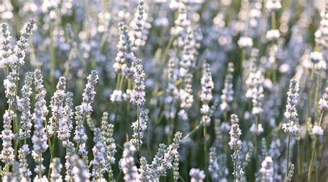 white flowered lavender