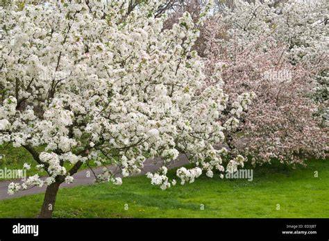 white flowering crabapple
