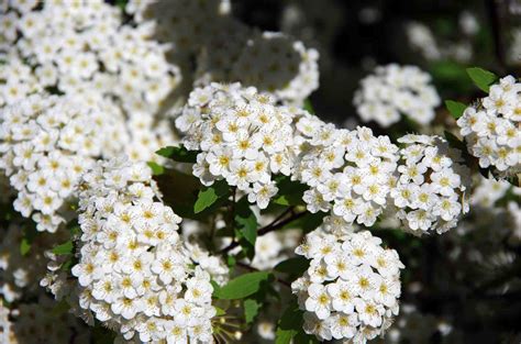 white flowering shrubs