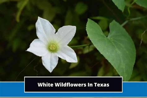 white flowers texas