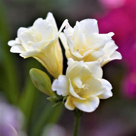 white freesia flower
