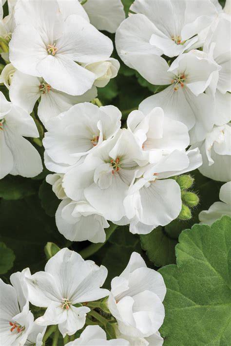 white geranium flower