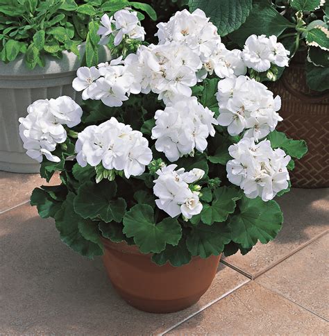 white geraniums