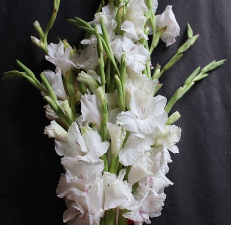 white gladiolus bouquet