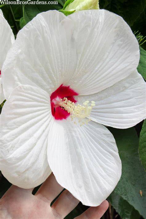 white hardy hibiscus