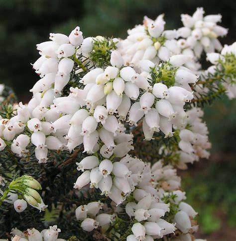 white heather flower