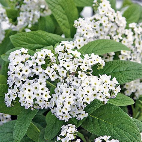 white heliotrope