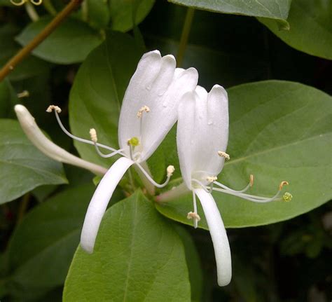 white honeysuckle vine