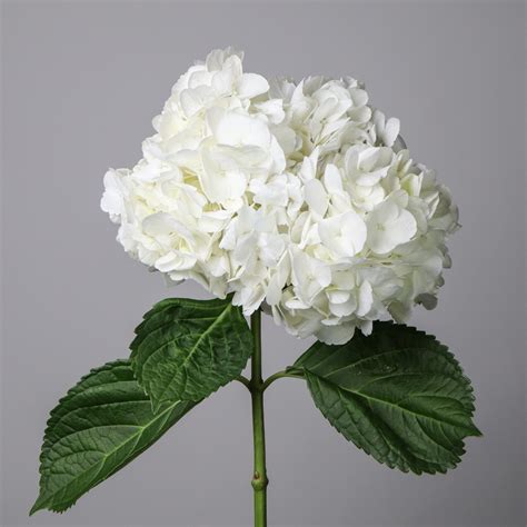white hydrangea